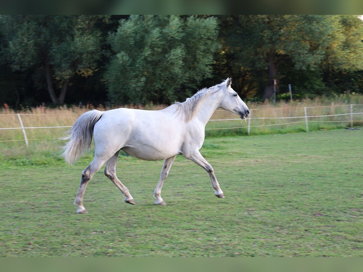 Malopolska horse Mare 13 years 15 hh Gray in Nepomuk