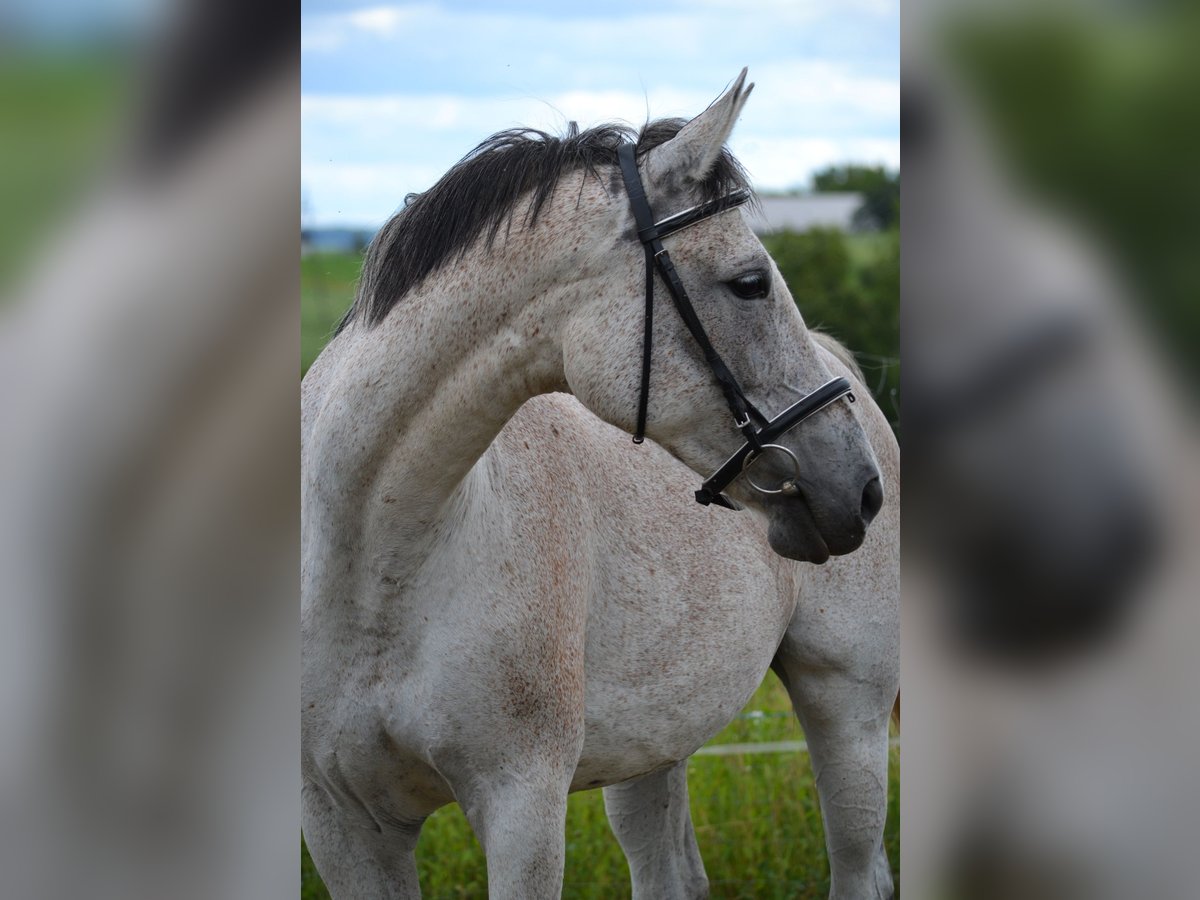 Malopolska horse Mare 13 years 16 hh Gray in Rożniatów