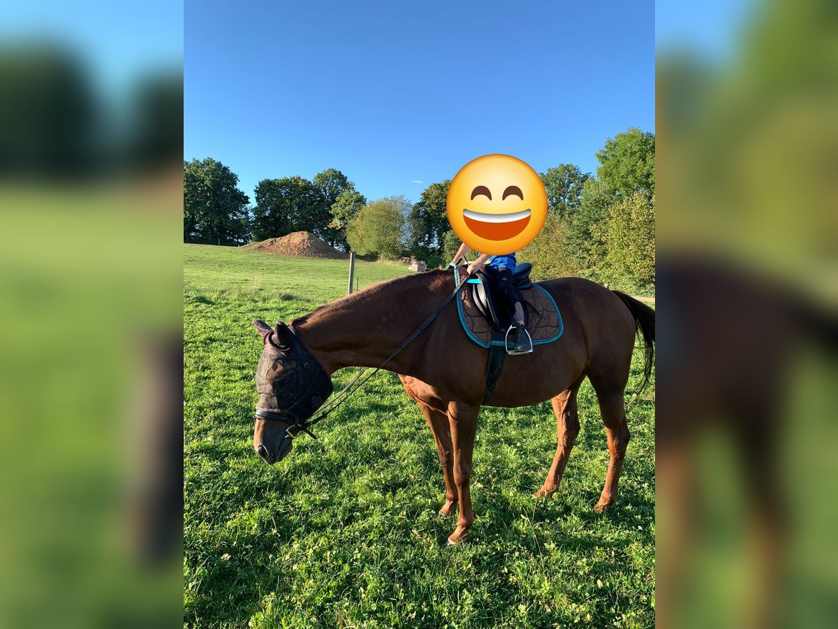 Malopolska horse Mix Mare 14 years 16 hh Chestnut-Red in Gerolfingen