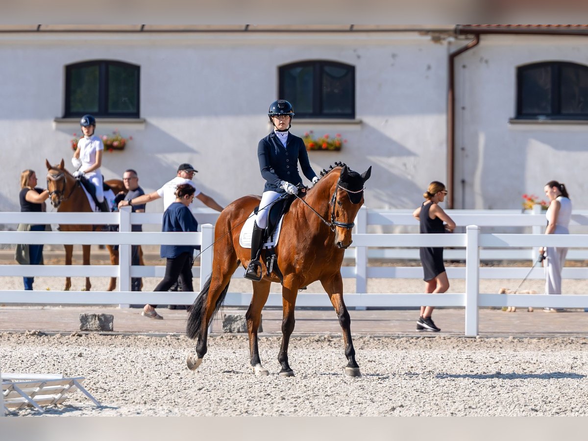 Malopolska horse Mare 15 years 16,2 hh Brown in Dobrzejewice