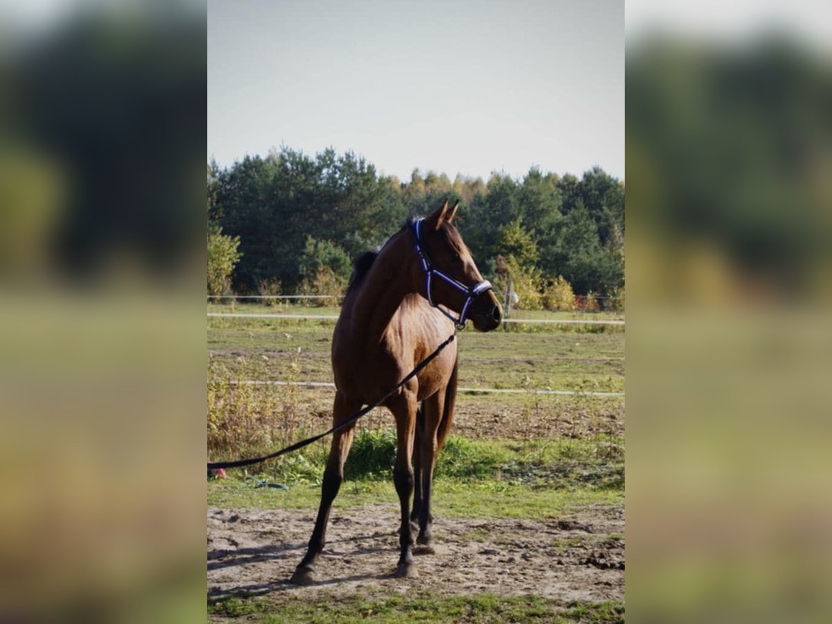 Malopolska horse Mare 2 years 16,2 hh Brown in Izabela