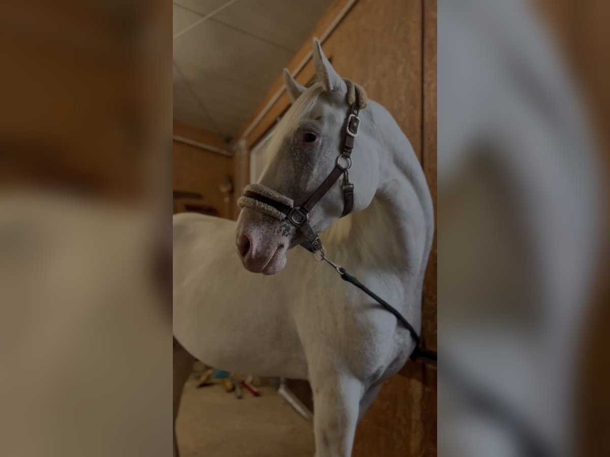 Malopolska horse Mare 3 years 15,2 hh Leopard-Piebald in Waiblingen