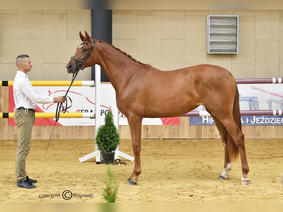 Malopolska horse Mare 3 years 16,1 hh Chestnut-Red in Rossosz