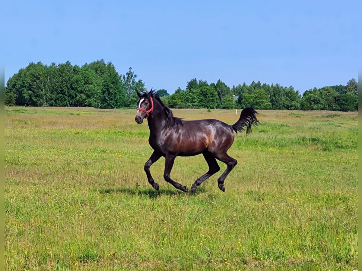 Malopolska horse Stallion 1 year 15,1 hh Grey in D&#x119;blin