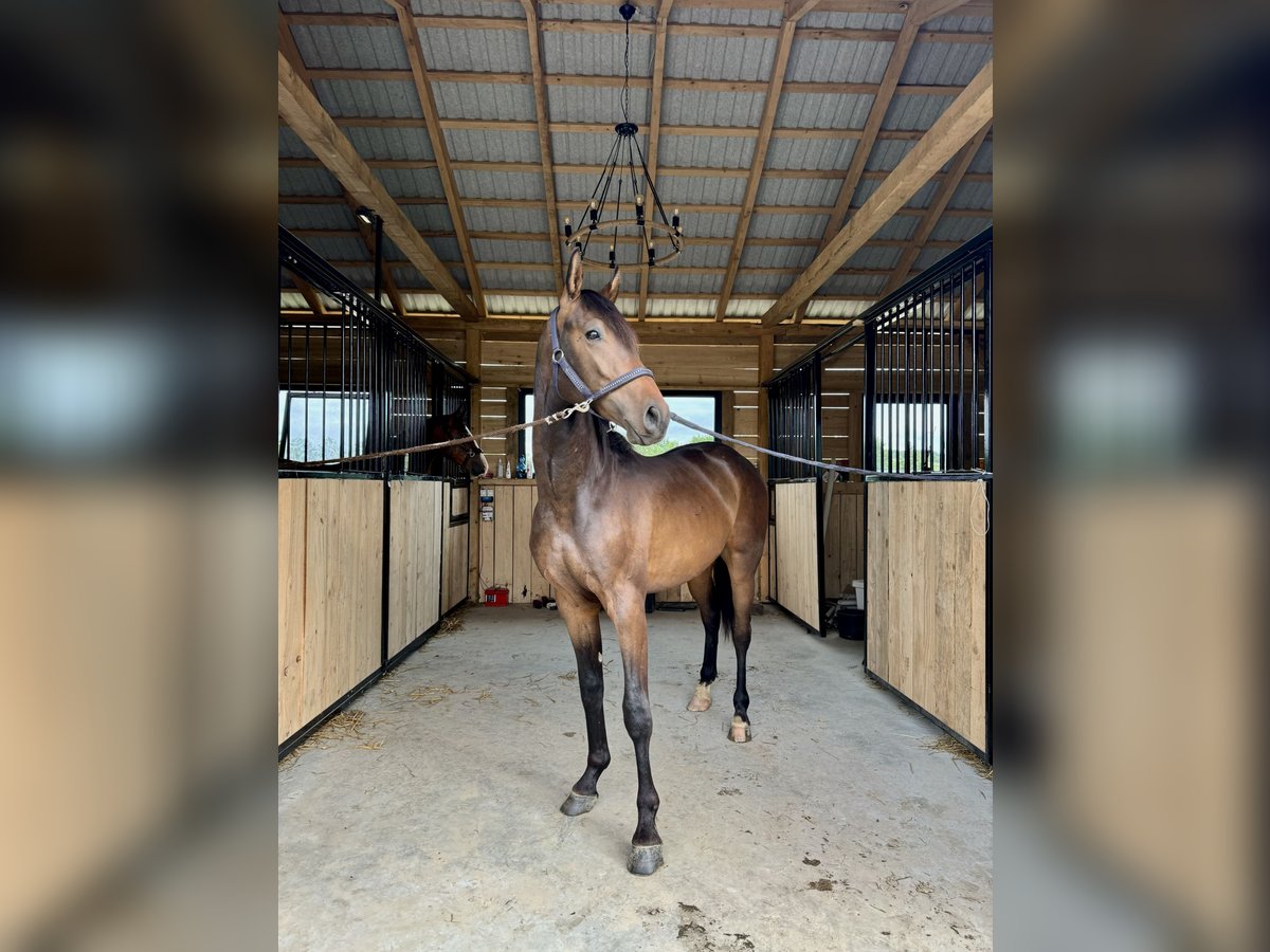 Malopolska horse Stallion 2 years 15,1 hh Bay in Tarn&#xF3;w
