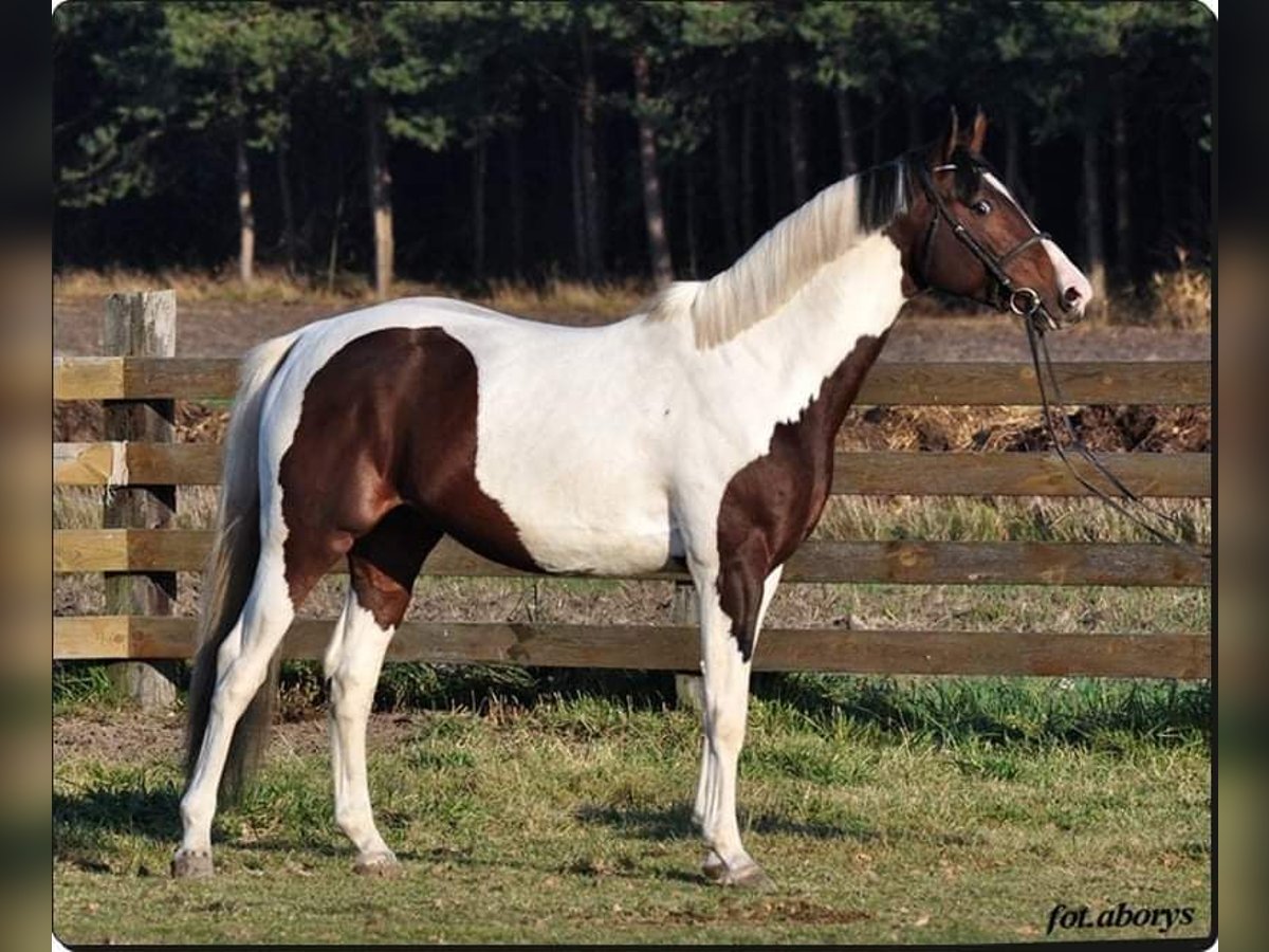 Malopolska horse Stallion 8 years Pinto in Grobice