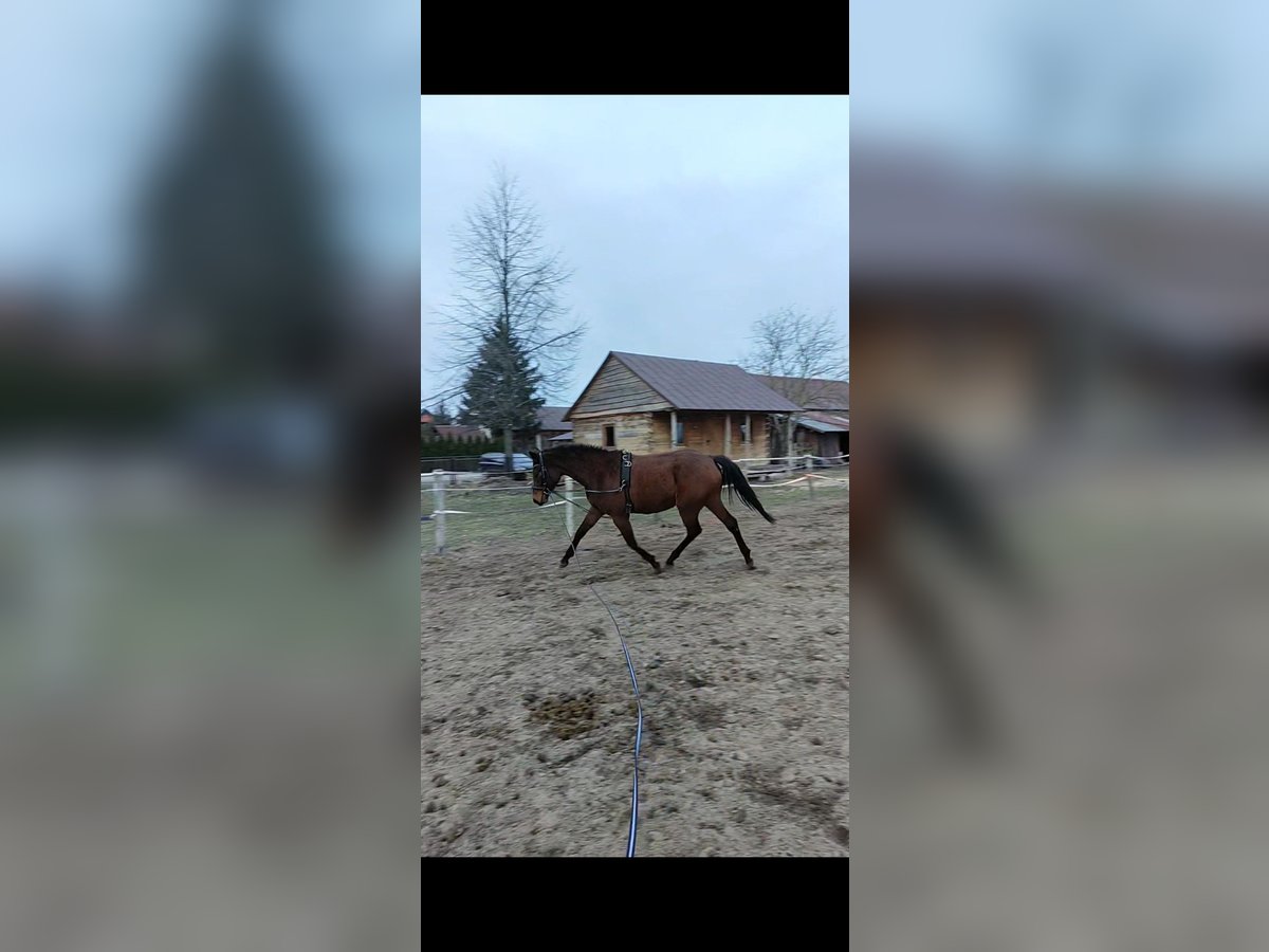 Malopolska Stute 3 Jahre 162 cm Brauner in Ortel Królewski Pierwszy