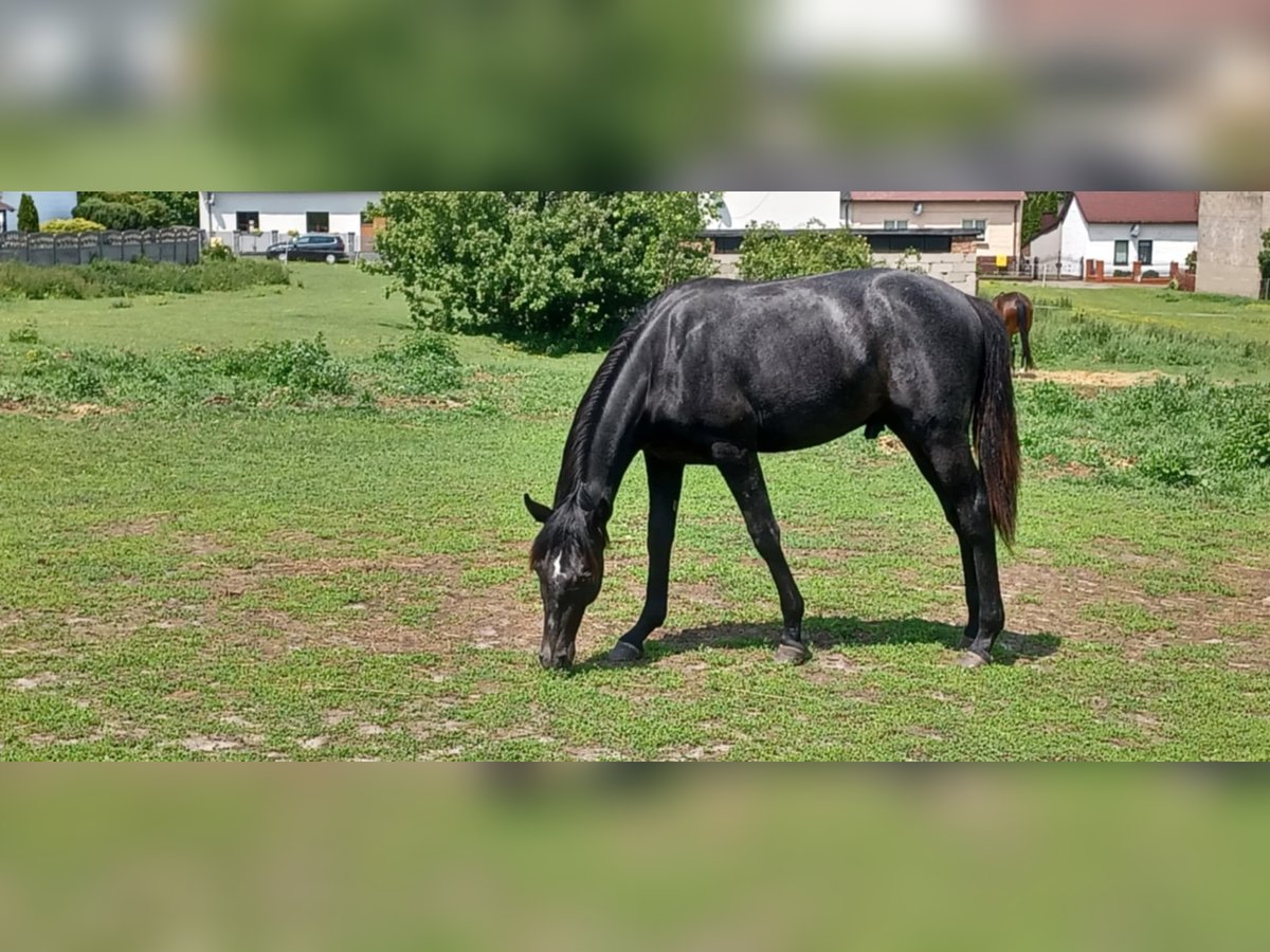 Malopolska Wallach 4 Jahre 165 cm Rappschimmel in Myszk&#xF3;w