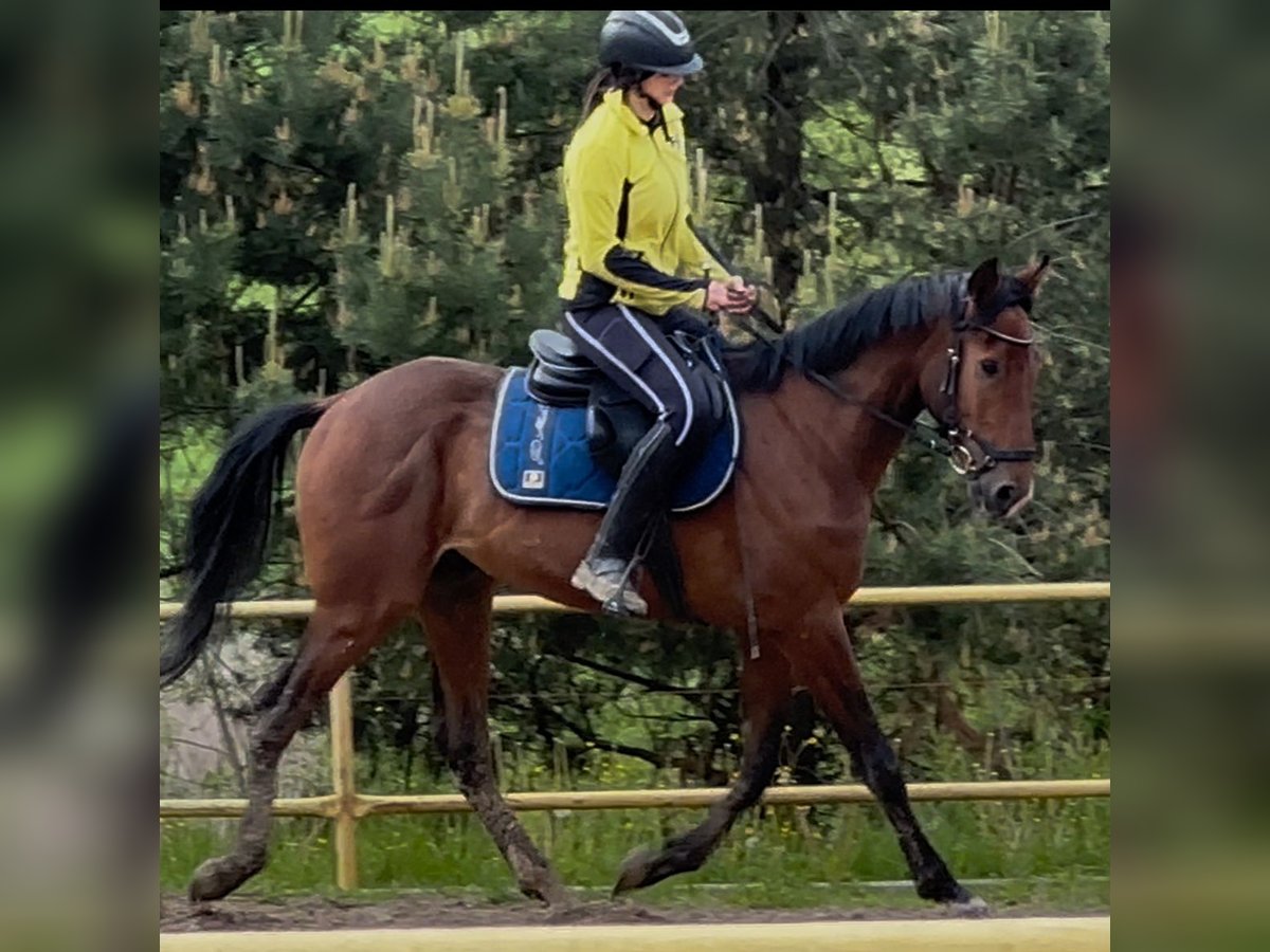 Malopolska Wallach 5 Jahre 160 cm Rotbrauner in Rzesz&#xF3;w