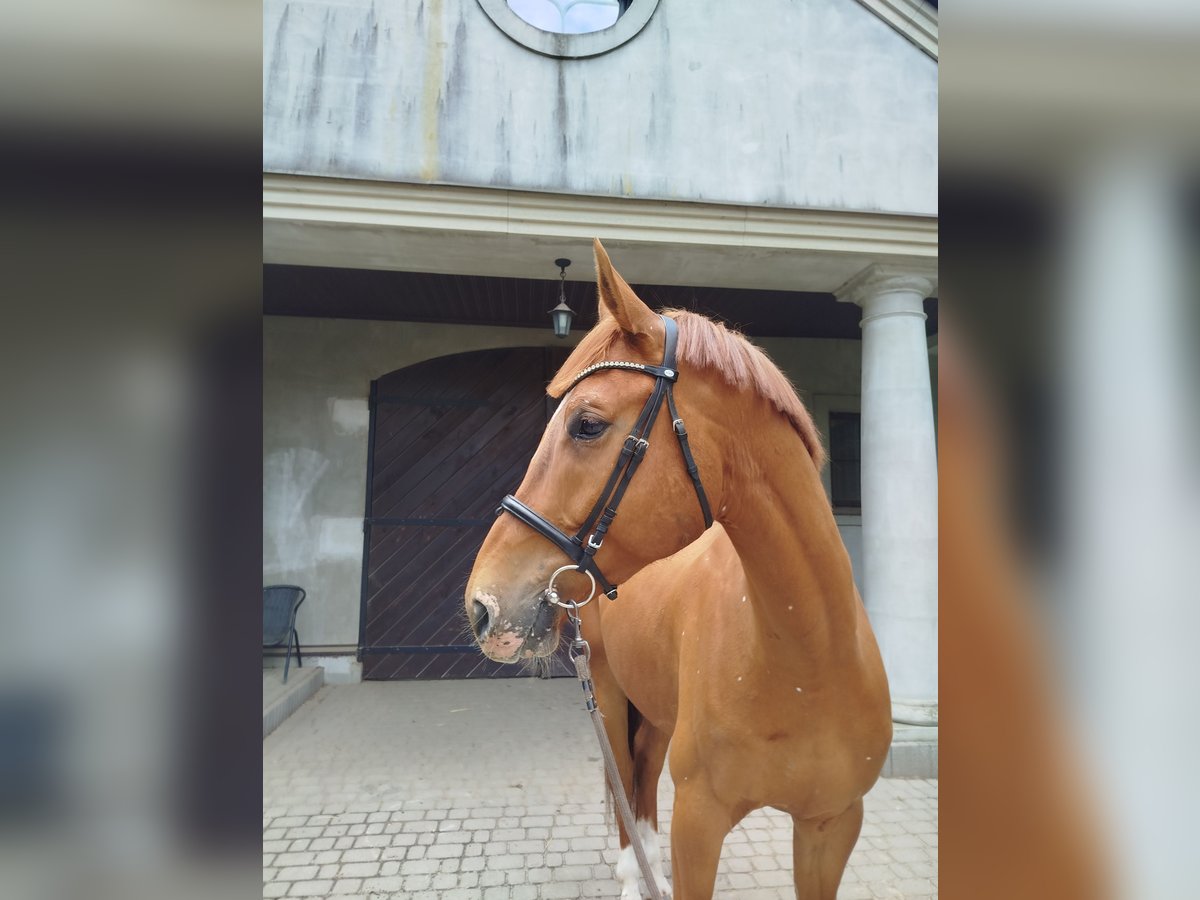 Malopolska Wallach 6 Jahre 175 cm Fuchs in Grzmi&#x105;ca