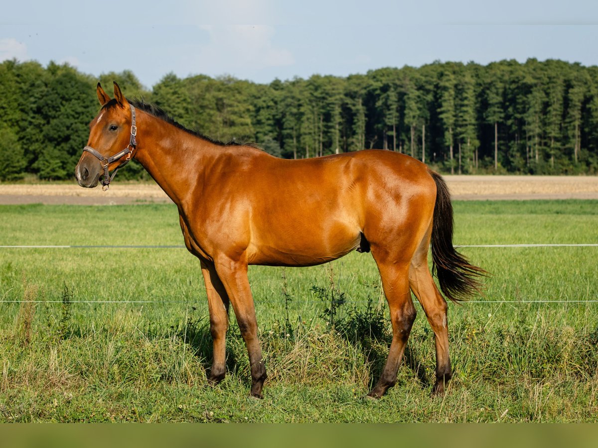 Malopolski / Anglo-Arabo Polacco Castrone 3 Anni 168 cm Baio ciliegia in Nowe Miasto