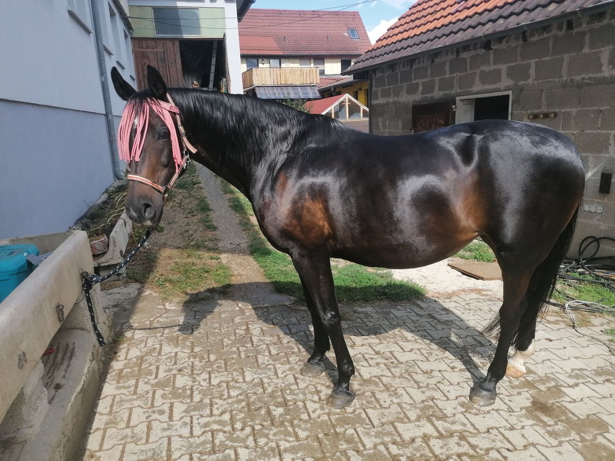 Malopolski / Anglo-Arabo Polacco Giumenta 22 Anni 164 cm Baio scuro in Neidlingen