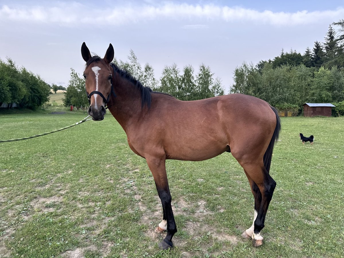 Malopolski / Anglo-Arabo Polacco Stallone 2 Anni 163 cm Baio ciliegia in Iwonicz-Zdrój