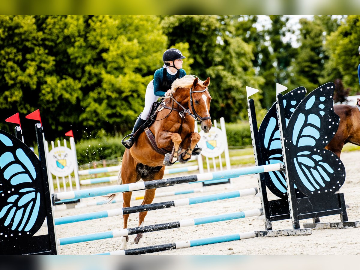 Malopolski / Anglo-Arabo Polacco Castrone 8 Anni 163 cm Sauro in Bielsko-Biała