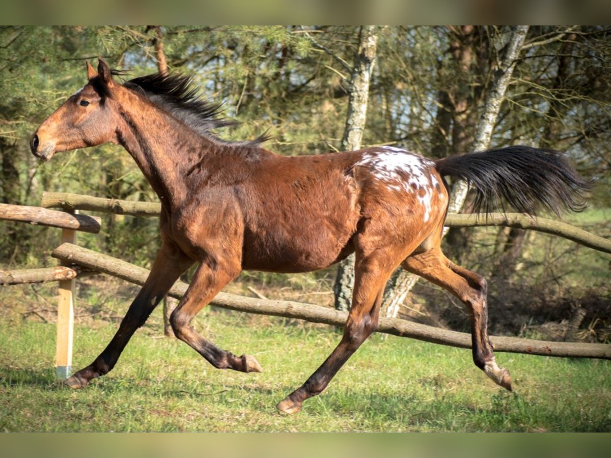 Malopolski / Anglo-Arabo Polacco Stallone 1 Anno 165 cm Leopard in Ewelin