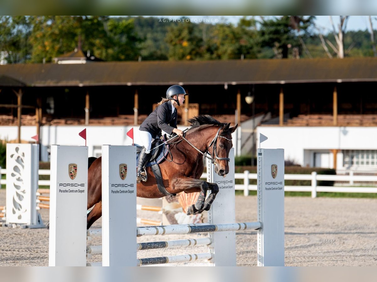 Malopolski Caballo castrado 13 años 150 cm Castaño in Kłosowo