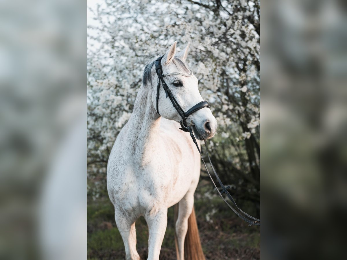 Malopolski Mestizo Caballo castrado 16 años 156 cm Tordo picazo in Moritzburg