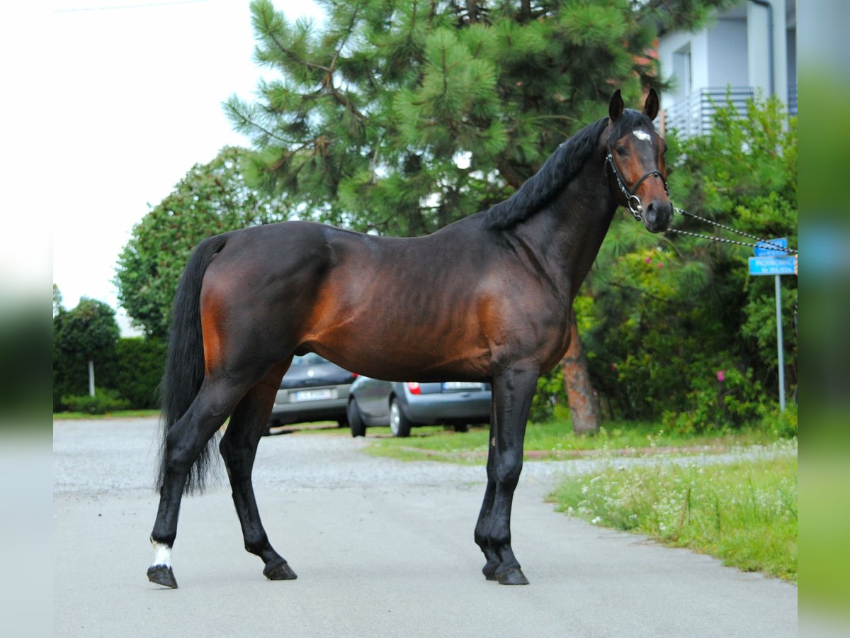 Malopolski Caballo castrado 3 años 160 cm Castaño oscuro in Strzyżewice