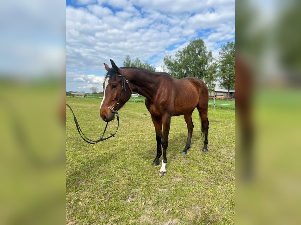 Malopolski Caballo castrado 4 años 162 cm Castaño in Aleksandrów Łódzki