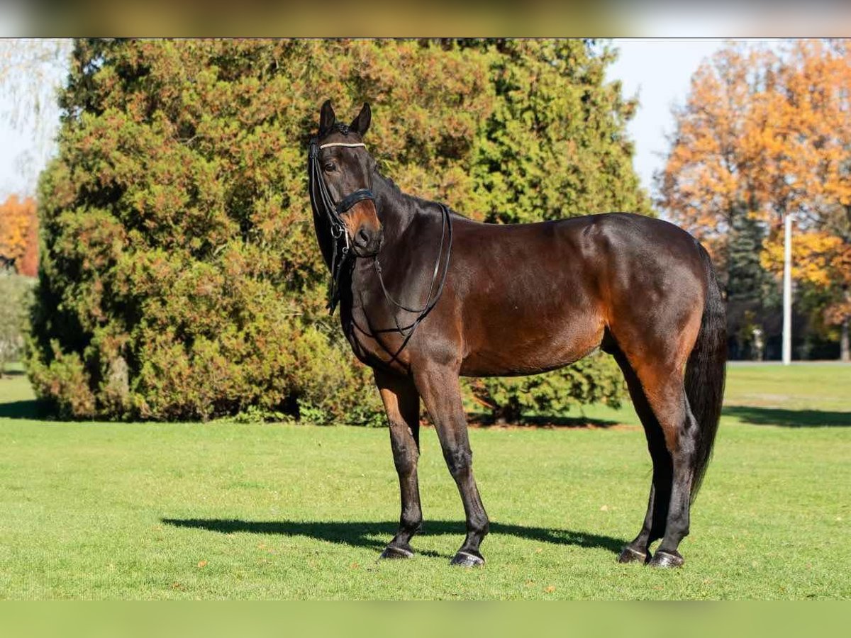 Malopolski Hongre 10 Ans 175 cm Bai cerise in sOSNOWIEC