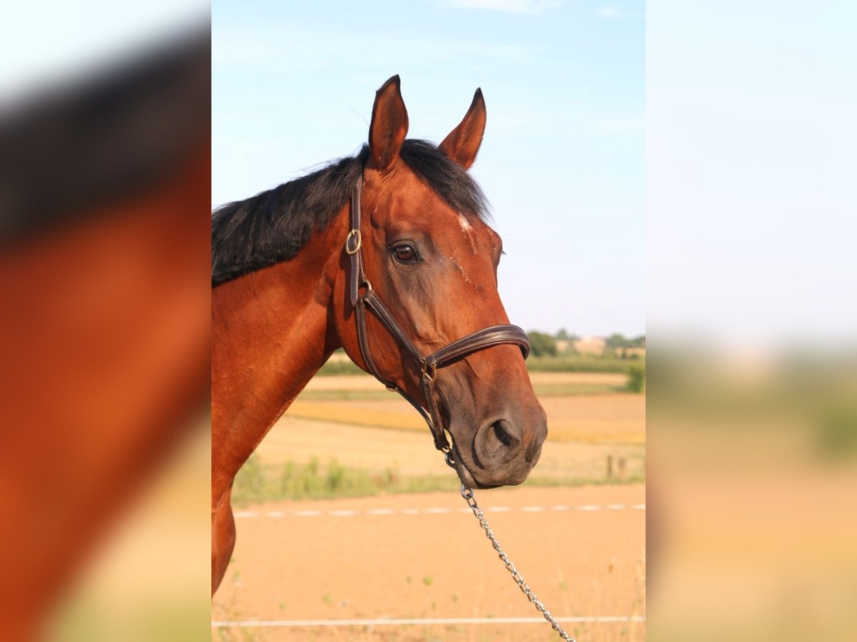 Malopolski Jument 12 Ans 168 cm Bai in Iwaniska