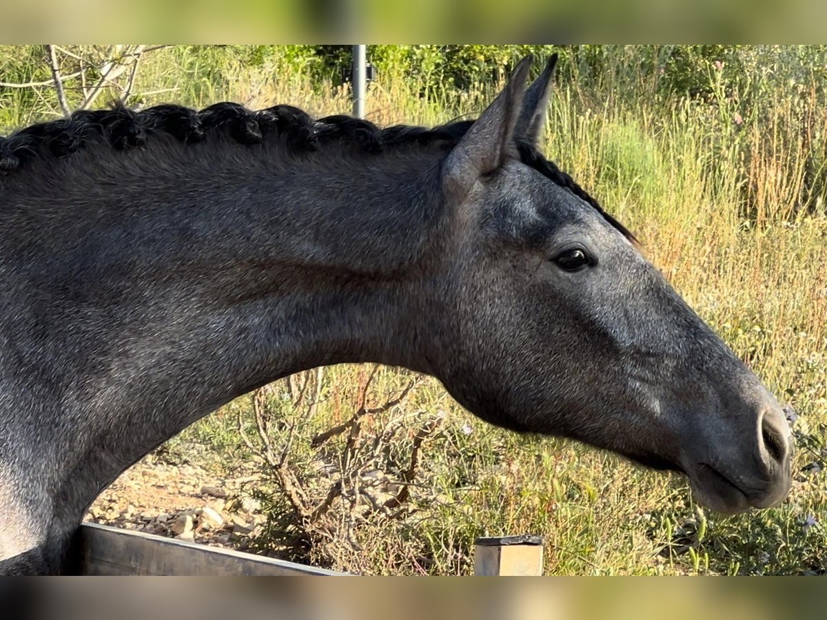 Malopolski Jument 2 Ans 165 cm Gris noir in Valencia