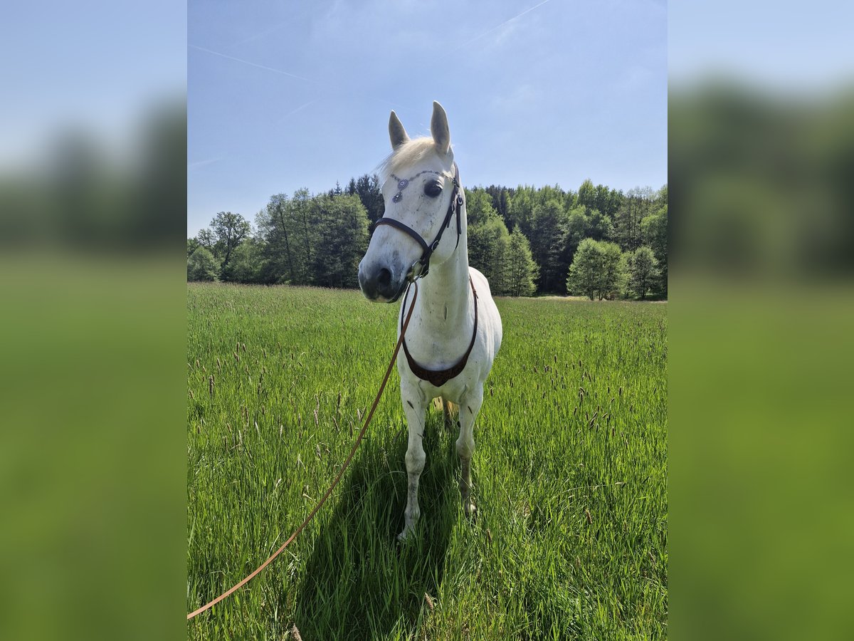 Malopolski Merrie 13 Jaar 153 cm Vliegenschimmel in Haibach