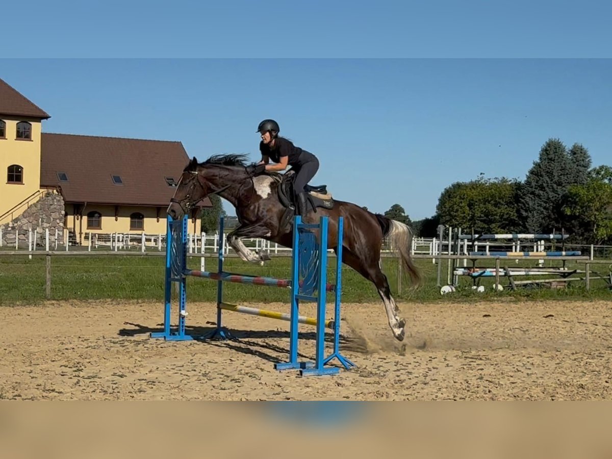 Malopolski Ruin 4 Jaar 170 cm Gevlekt-paard in Santok