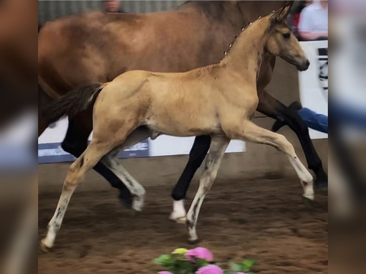 Mały koń niemiecki Klacz 2 lat 162 cm in Ihlienworth