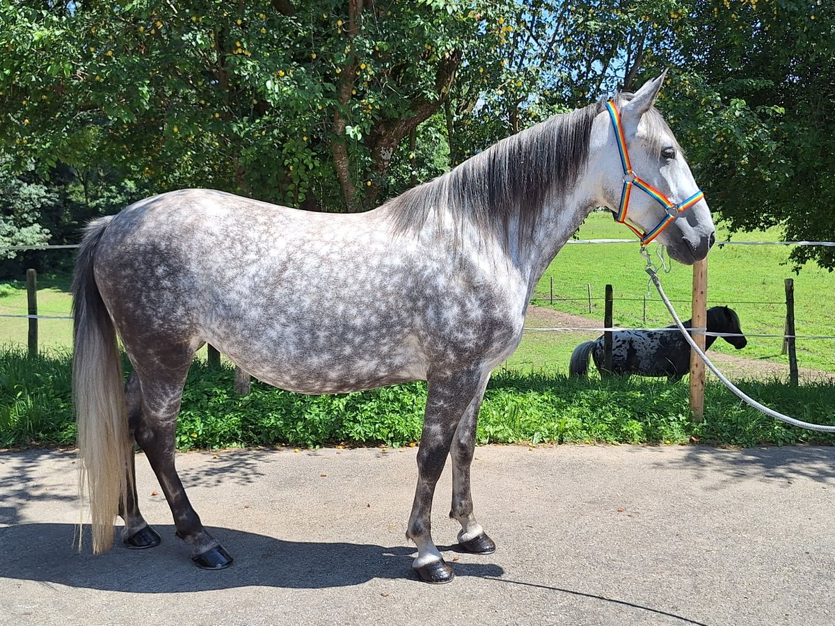 Mały koń niemiecki Mix Klacz 6 lat 150 cm Siwa jabłkowita in Argenbühl