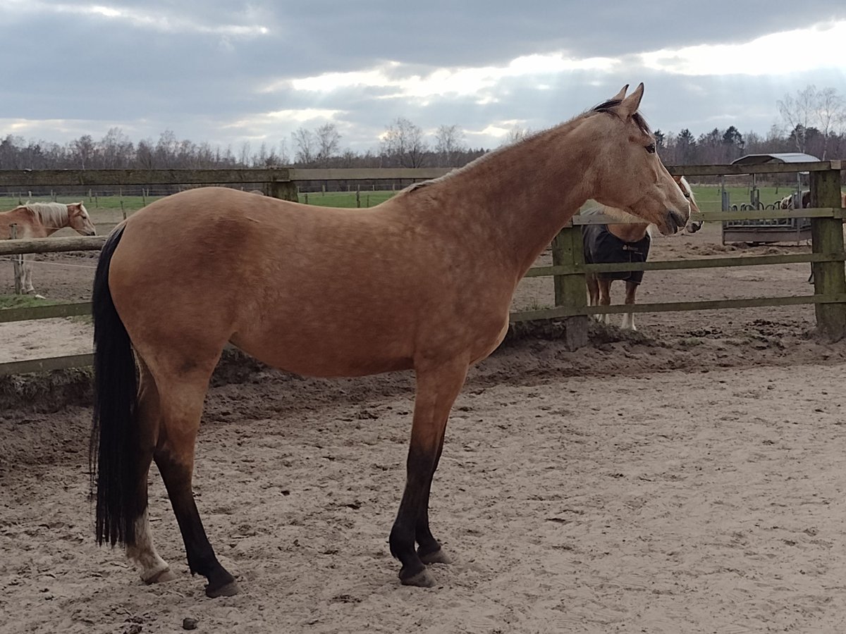 Mały koń niemiecki Klacz 8 lat 160 cm in Tangstedt
