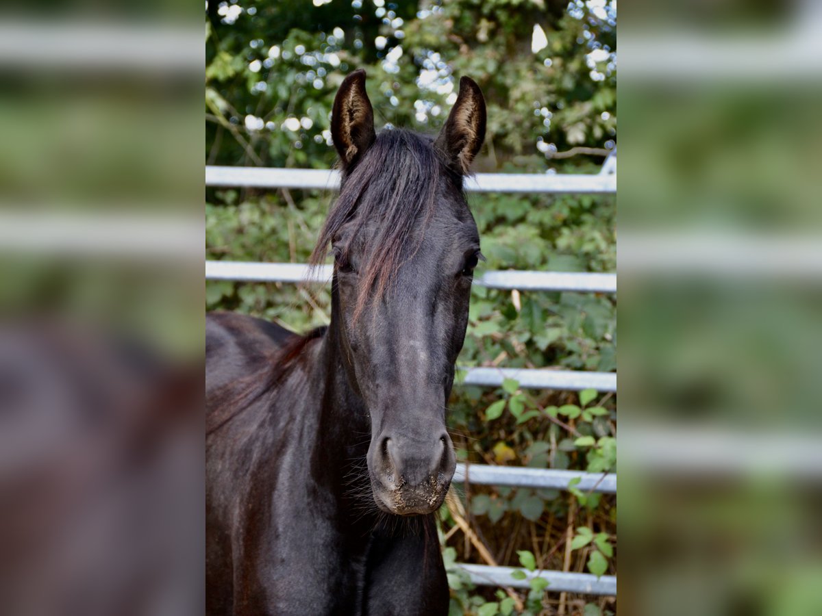 Mangalarga Mix Castrone 2 Anni Morello in Morsbach