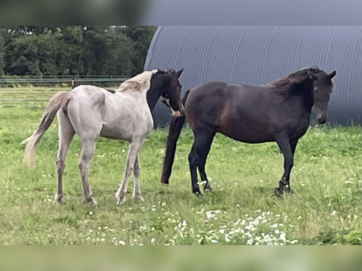 Mangalarga Giumenta 16 Anni 152 cm in Skærbæk