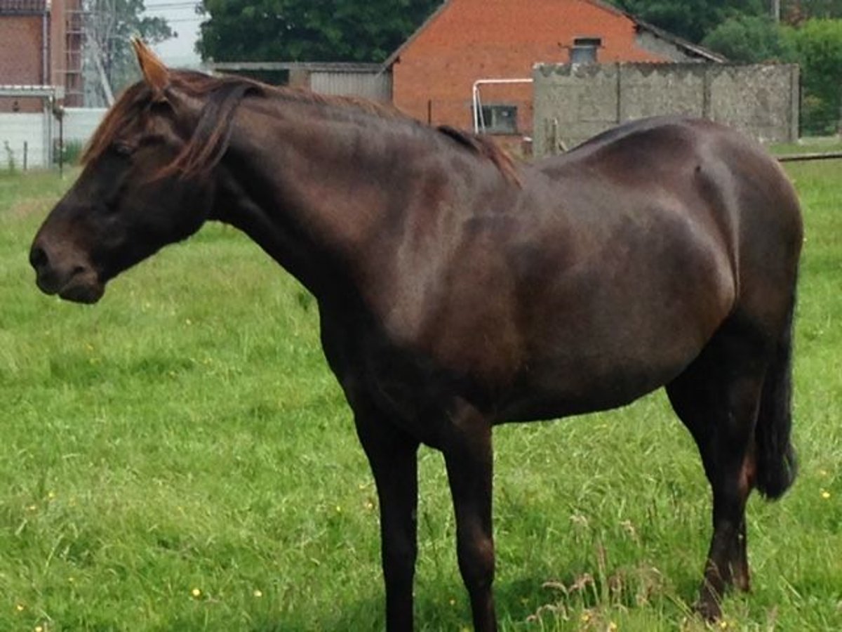 Mangalarga Giumenta 17 Anni 150 cm in ghislenghien