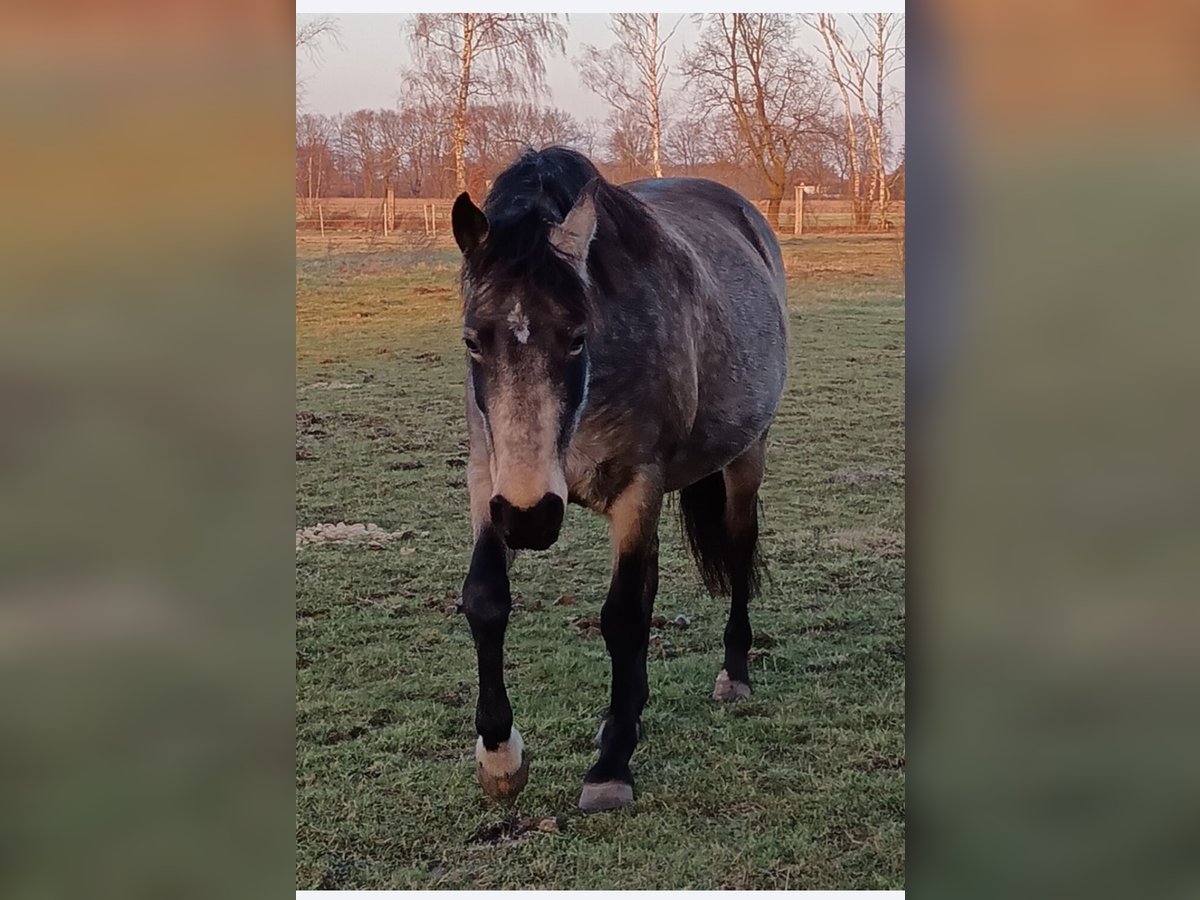 Mangalarga Giumenta 8 Anni 149 cm Pelle di daino in Gram