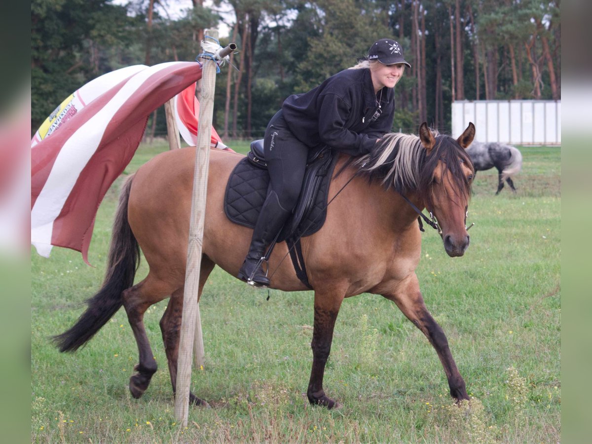 Mangalarga Giumenta 8 Anni 150 cm Falbo in Ribbesbüttel