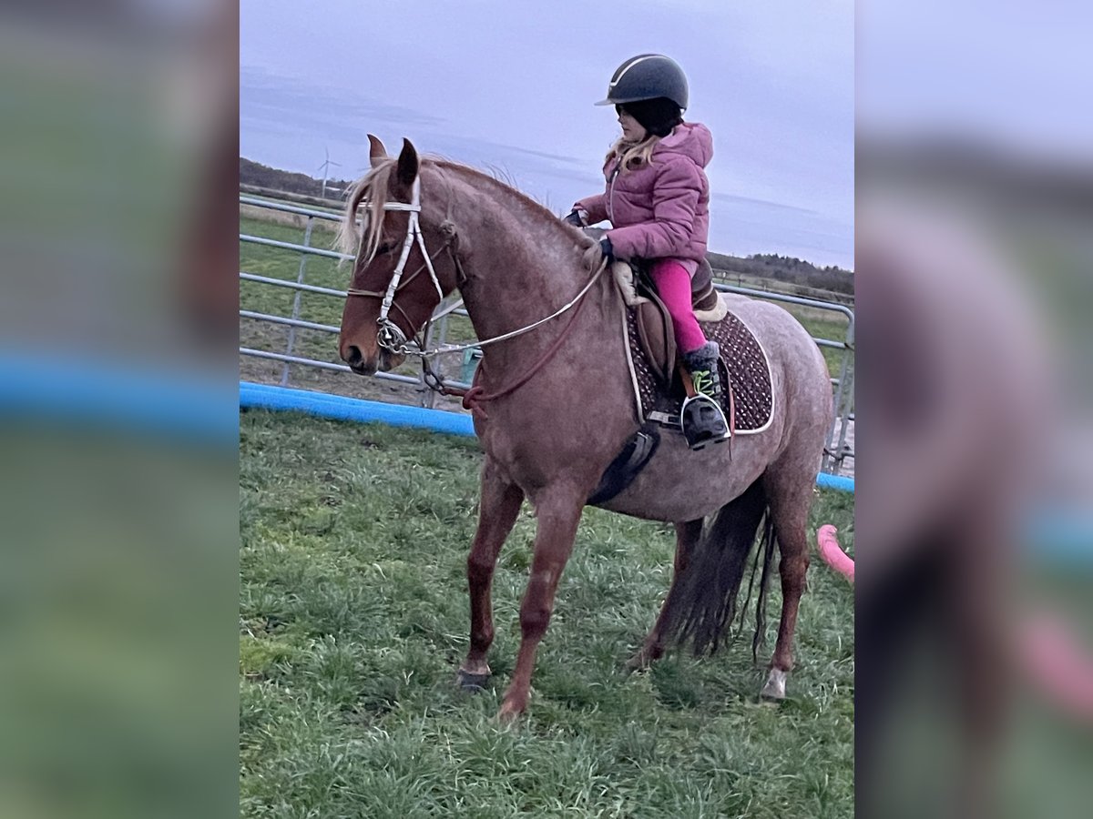 Mangalarga Giumenta 9 Anni 149 cm Roano rosso in Skærbæk