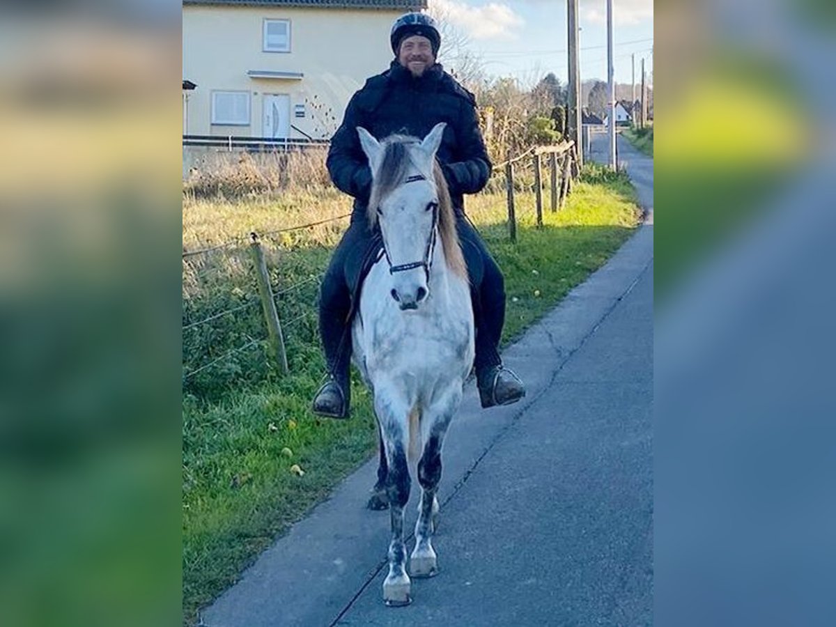 Mangalarga Marchador Caballo castrado 8 años 154 cm Tordo rodado in Königswinter