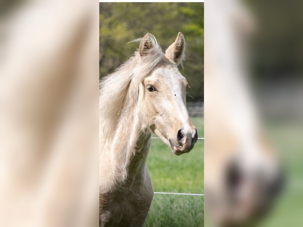 Mangalarga Marchador Étalon 1 Année 152 cm Palomino in Welle