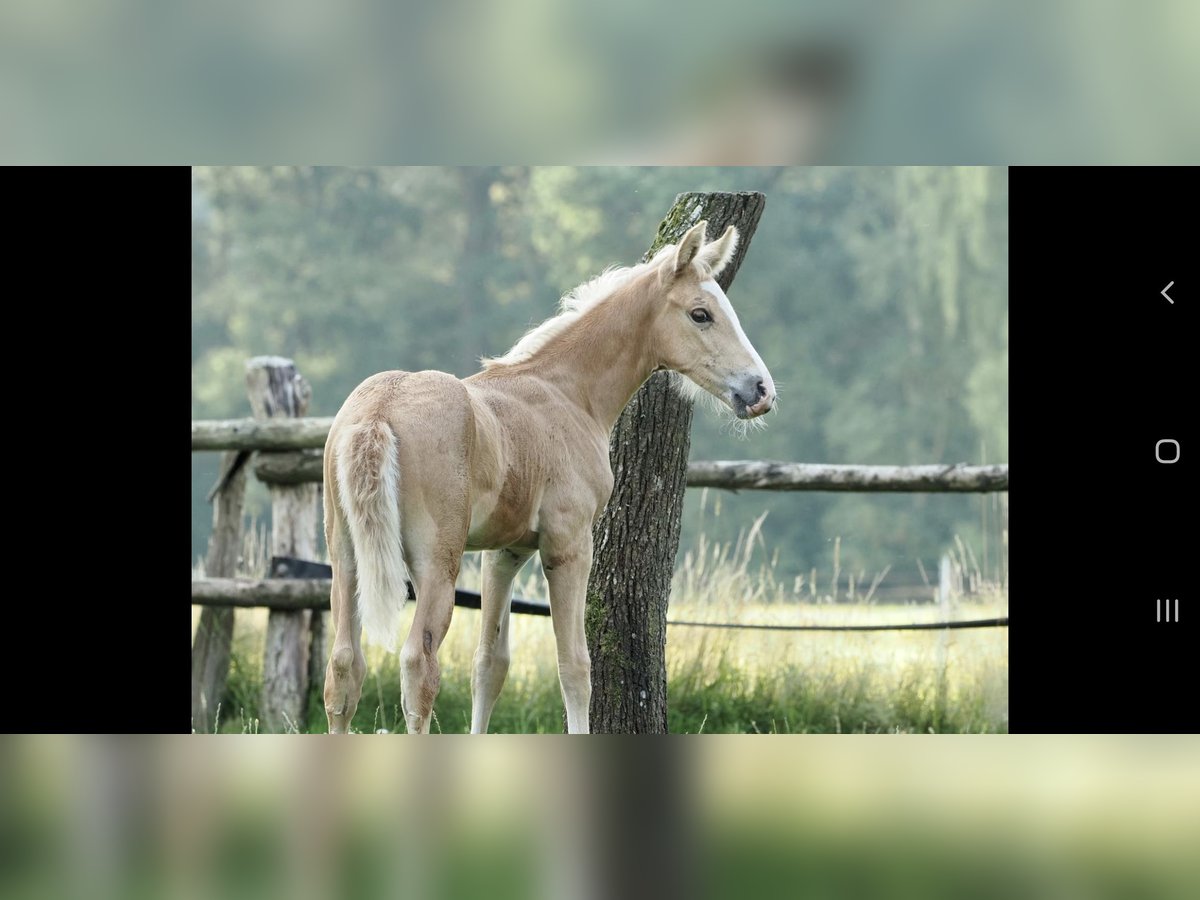 Mangalarga Marchador Étalon 1 Année 152 cm Palomino in Welle