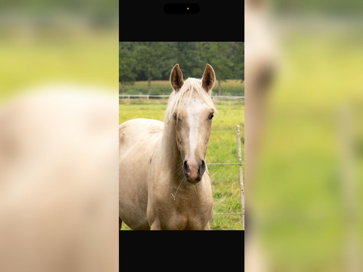 Mangalarga Marchador Étalon 1 Année 152 cm Palomino in Welle