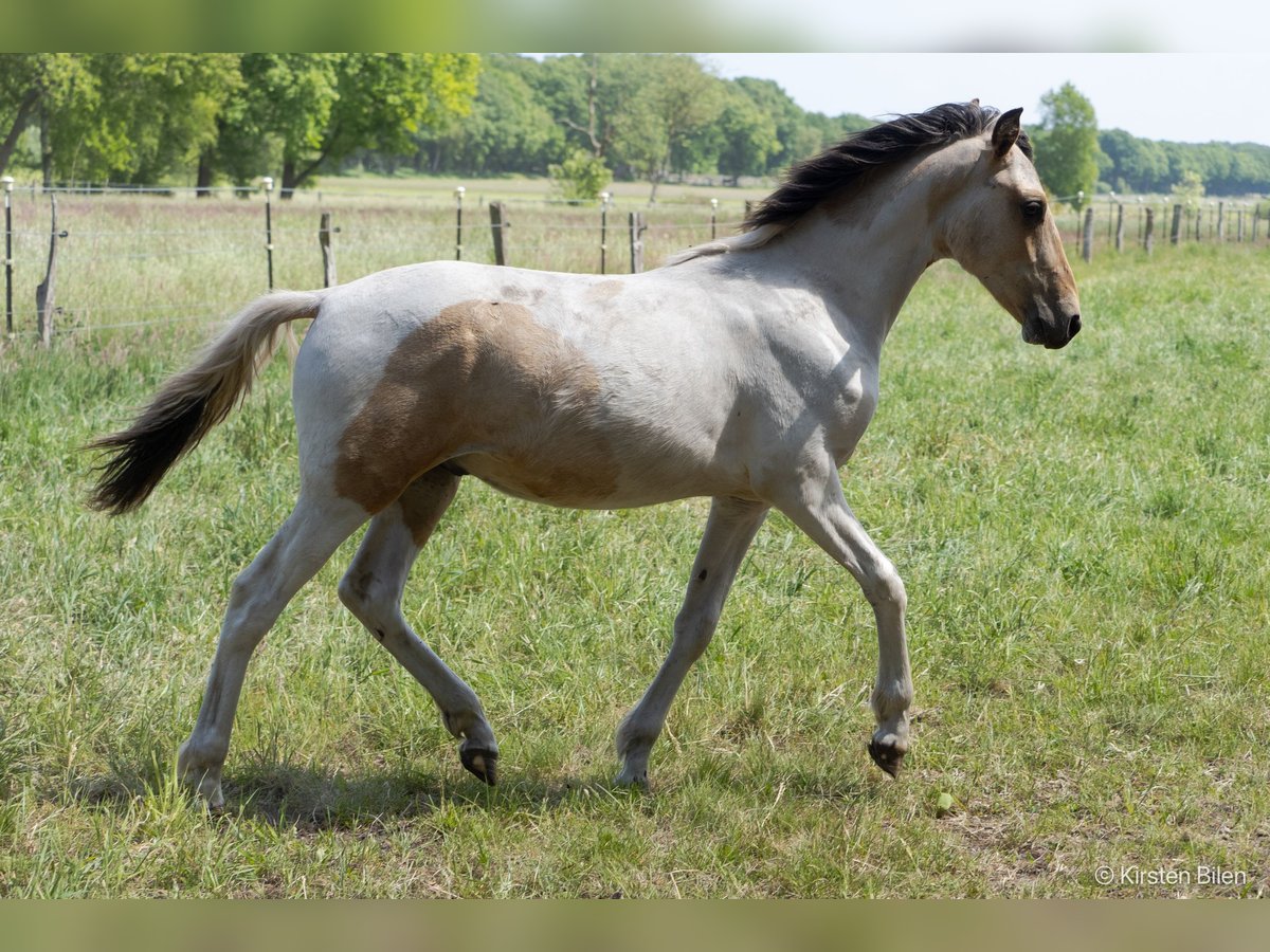 Mangalarga Marchador Étalon 1 Année 152 cm Pinto in Welle