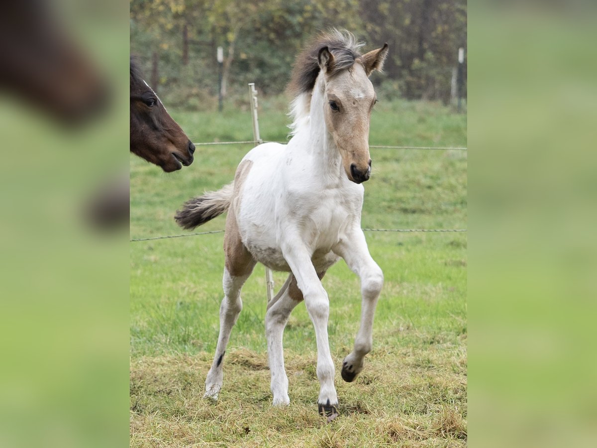 Mangalarga Marchador Étalon 1 Année Pinto in Welle