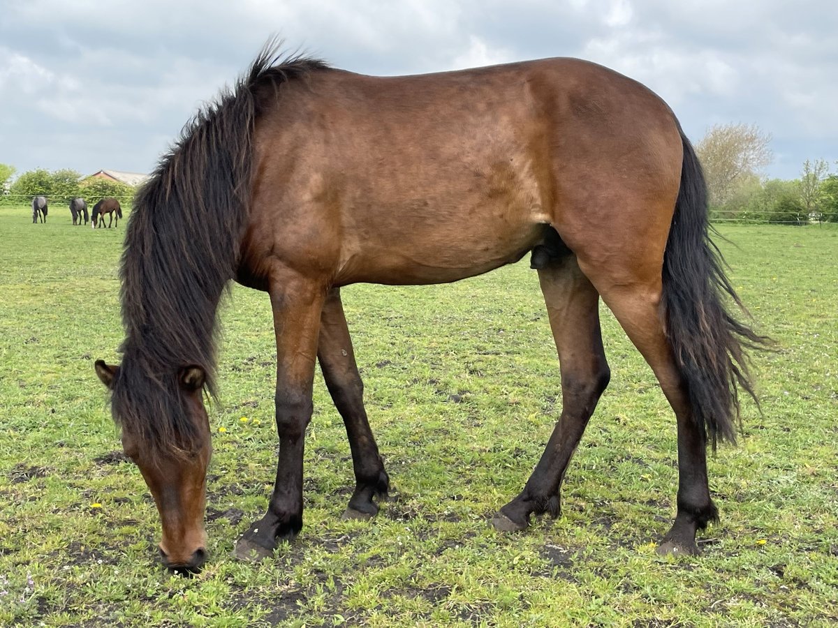 Mangalarga Marchador Étalon 2 Ans 149 cm Isabelle in Skærbæk