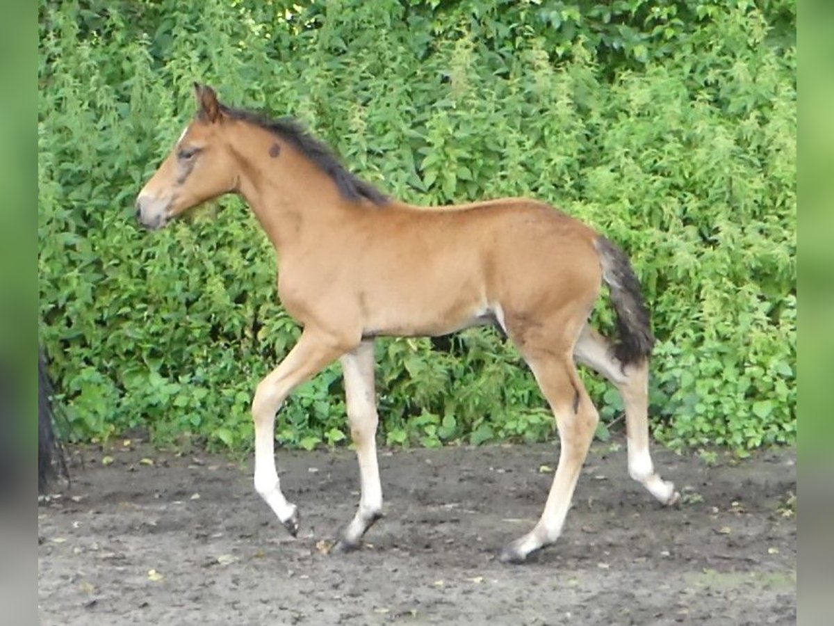 Mangalarga Marchador Étalon 2 Ans 156 cm Bai in Neuenkirchen