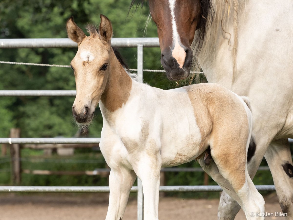 Mangalarga Marchador Étalon Poulain (06/2024) Pinto in Welle