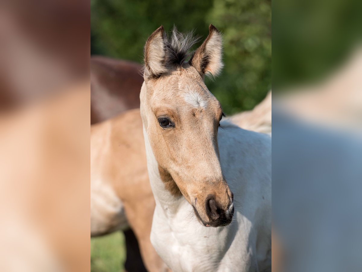 Mangalarga Marchador Étalon Poulain (06/2024) Pinto in Welle