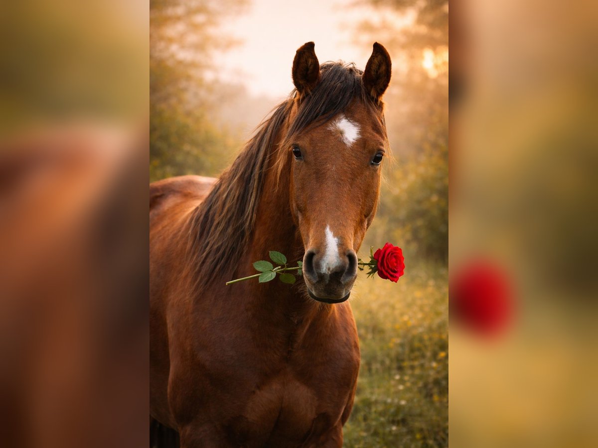 Mangalarga Marchador Gelding 5 years 15,2 hh Tobiano-all-colors in Bad Hersfeld