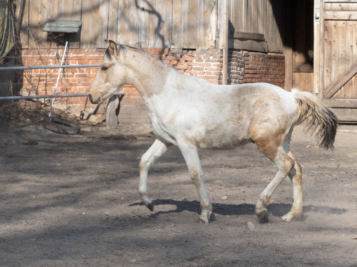 Mangalarga Marchador Hengst 1 Jaar 152 cm Gevlekt-paard in Welle