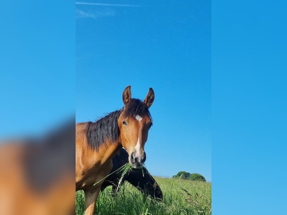Mangalarga Marchador Hengst 1 Jahr 138 cm Brauner in Z&#xFC;sch